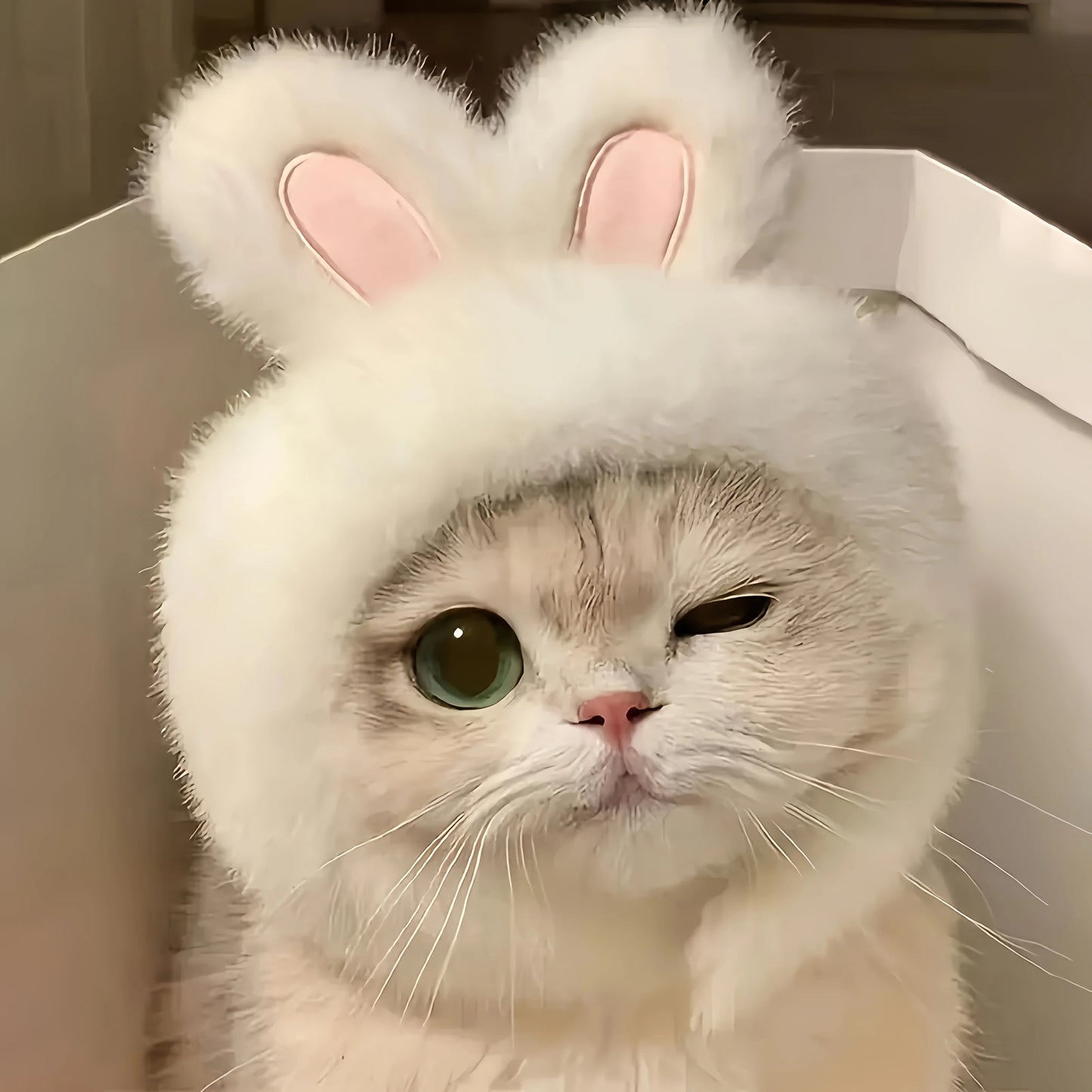 Bunny Ears Cat Hat