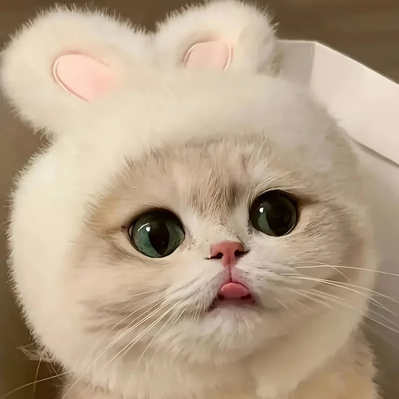 Bunny Ears Cat Hat
